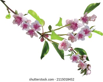 illustration with spring tree blossoming branch isolated on white background