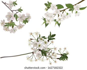 ilustração com flor de árvore de primavera ramificada isolado no fundo branco