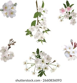 ilustração com flor de árvore de primavera ramificada isolado no fundo branco