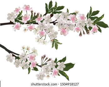 ilustración con flores de árbol de primavera aisladas en fondo blanco
