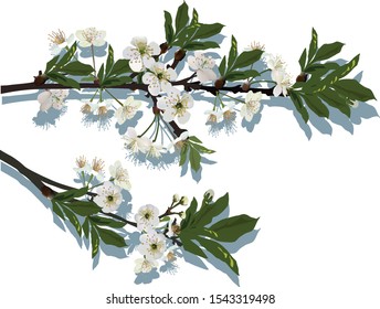 ilustración con flores de árbol de primavera aisladas en fondo blanco