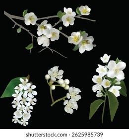 illustration with spring tree blossoms isolated on black background