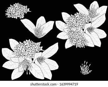 illustration with spring tree blossoms on black background