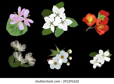 Illustration mit Frühlingsblumen einzeln auf schwarzem Hintergrund