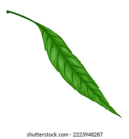 Illustration of spring willow leaf. Beautiful decorative plant.