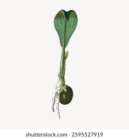 Illustration of a sprouting seed with green leaves and roots. The sprouting seed shows early growth stages. The seedling highlights nature and growth. Vintage vector illustration.