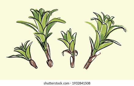 Illustration. Sprouts of a lily flower. Sketch on an isolated background. A set.