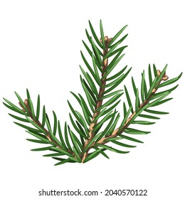 Illustration of spruce branch with needles. Twig for Christmas and New Year design. Decorative plant.