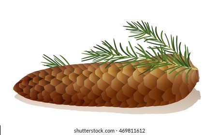 Illustration of a spruce cone with spruce needles.