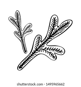 Illustration with spruce, fir tree  branch isolated on white background. Hand drawn pencil drawing vector elements for Christmas and New year design. Black and white line.