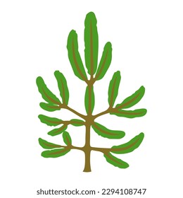 Ilustración de abeto. Elemento de paisaje forestal o de parque. Imagen estacional.