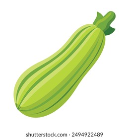 Illustration of Squash vegetable marrow zucchini