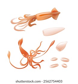 Illustration of squid, squid fillet, and squid rings in realistic 3D style.