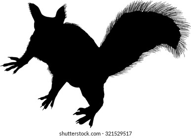 illustration with squirrel isolated on white background