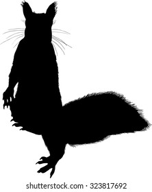 illustration with squirrel isolated on white background