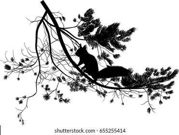 illustration with squirrel and pine tree branch isolated on white background