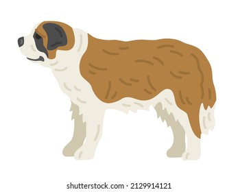 Illustration of St. Bernard seen from the side.