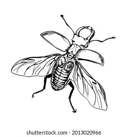 Illustration with stag beetle. Drawn by hand in ink. Isolated on white background stag beetle drawn in linear style. Beetle with wings on a white background. Sketch of a tattoo with a large beetle.