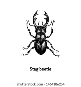 Illustration of Stag beetle. Drawn insect in engraving style. Sketch in vector.  