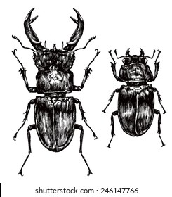 illustration of stag beetles on a wight background. vector illustration