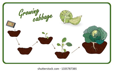 Illustration of the stages of cultivation of cabbage from seed to harvest, planting, seedlings, cabbage cabbage. Vector