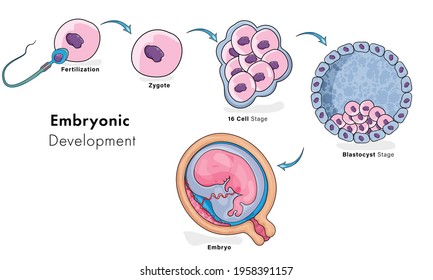 Illustration of stages in the embryonic development of humans: fertilization to fetus development.