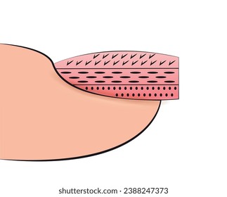 Illustration of the stages of forming a manicure nail plate for training in extensions in vector