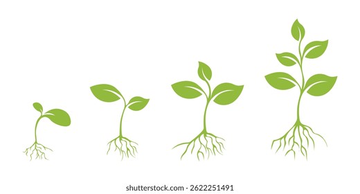  illustration Stages of plant growth.Growth process Young plant seedlings with isolated roots white background