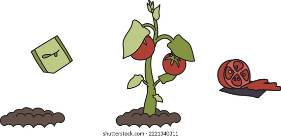 Illustration of the stages of tomato growth. The stages of maturation are a seed, a bush and a mature fruit. Delicious sliced juicy tomatoes. Ready to use eps for your design