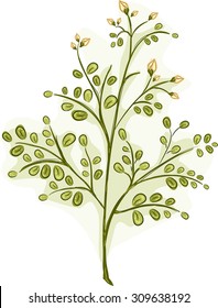Illustration of the Stalk of a Moringa Plant Covered with Leaves