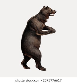 Illustration of a standing bear, brown bear in profile, bear on hind legs, vintage bear art.