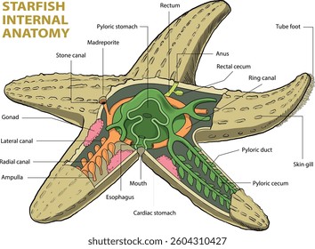 illustration of starfish anatomy diagram