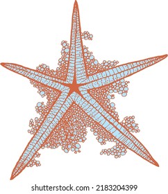 illustration of starfish with ornamental details around