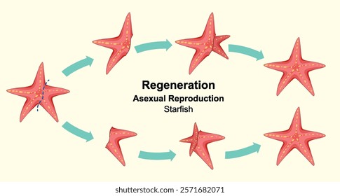 Illustration of starfish regeneration cycle and reproduction