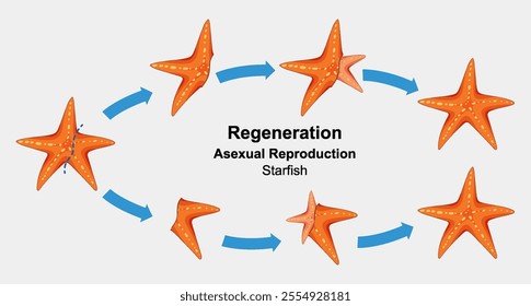 Illustration of starfish regeneration process and asexual reproduction