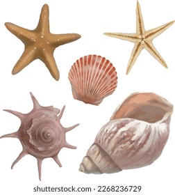 
Illustration of starfish, seashells and conch shells. Isolated on white background. vector illustration.