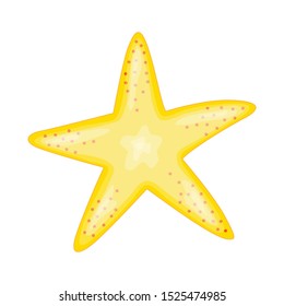 Illustration - starfish. Vector illustration isolated on white background