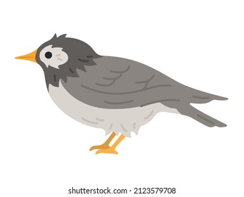 Illustration of a starling seen from the side.