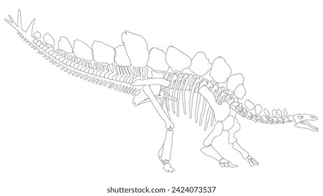 An illustration of an Stegosaurus skeleton