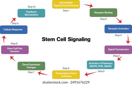 Illustration of Stem Cell Signaling Pathways, Flowchart on White Background for Cellular and Molecular Biology.