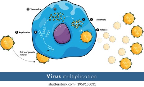 Illustration Of Steps In Viral Replication: Mechanism Of Viral Formation In Host Cell,.