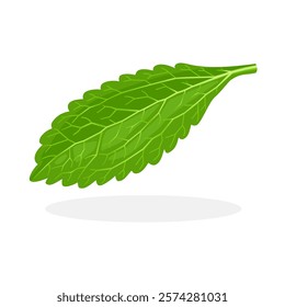 Illustration of Stevia rebaudiana leaf, commonly known as sweet leaf or Sugar Leaf, isolated on white background.
