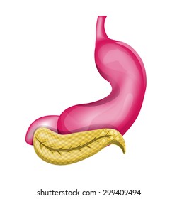 illustration of the stomach and gaster