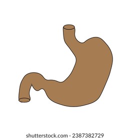 illustration of a stomach on a white background,
