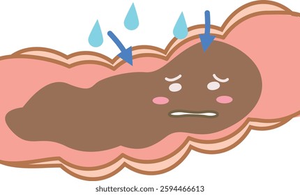 Illustration of stool being hydrated inside the large intestine