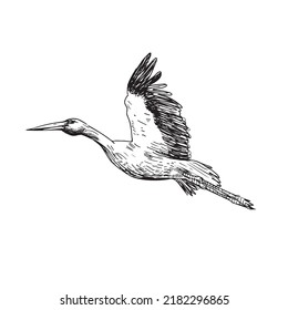 Illustration of stork in flight