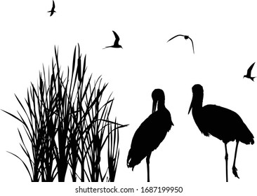 illustration with storks between reed silhouettes isolated on white background