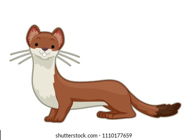 Illustration of a Stout or an Ermine