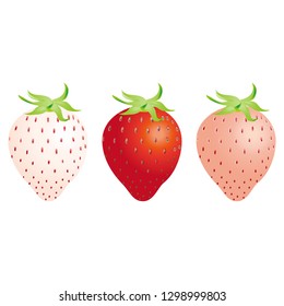 Illustration of the strawberry