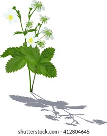 illustration with strawberry blooms and leaves isolated on white background